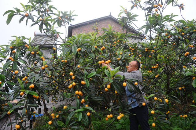 重慶涪陵枇杷熟了60萬斤鮮果等你來摘