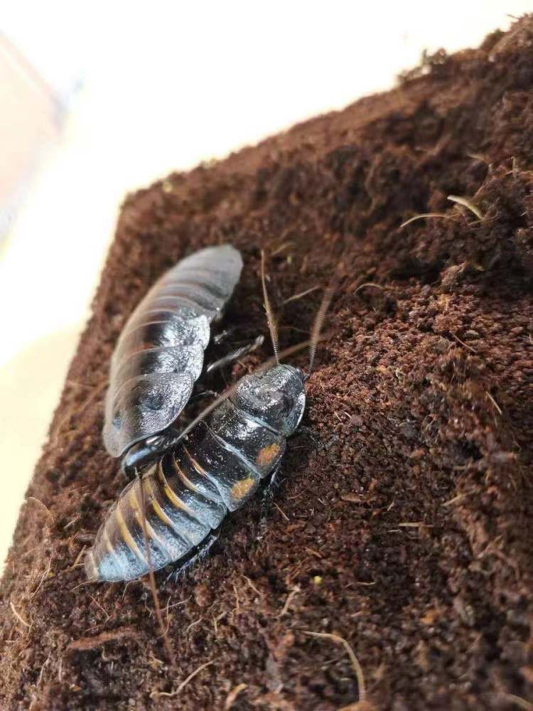 毒素排行_2013年全球环境毒素污染最严重城市排行榜