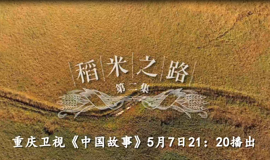 《稻米之路》第二集 ——向北之旅