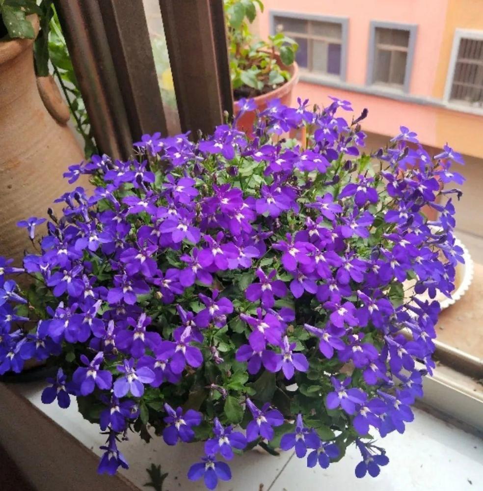 小花盆里养花种棵铃兰不错开花小巧别致