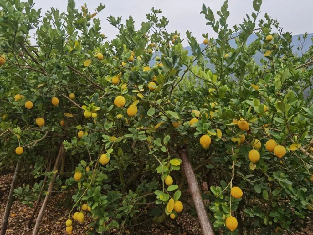 檸檬種植基地還讓農民過上了