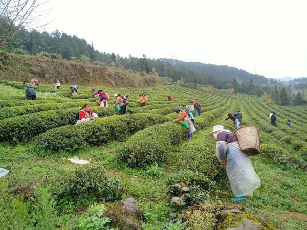 思南孫家壩深耕細作強產業助推鄉村振興開好局