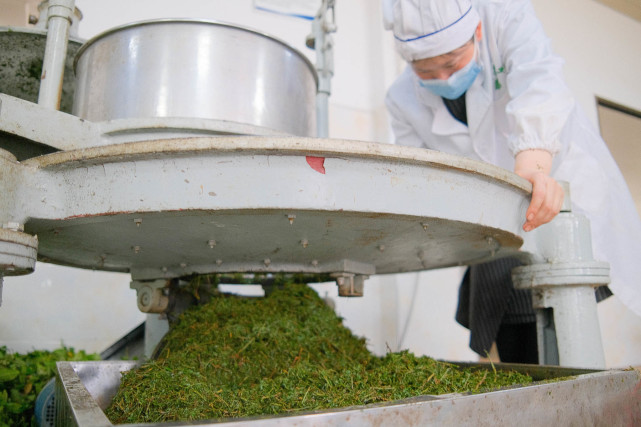 湖南蓝山有机红茶制作忙组图