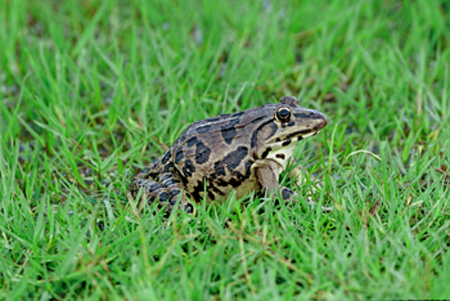 我国刑法第341条规定,对非法猎捕,杀害珍贵,濒危野生动物罪作出了规定