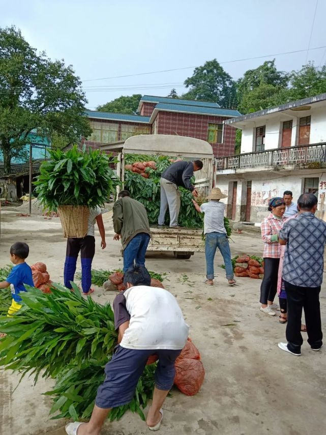 小新街乡发展砂仁产业推动乡村振兴