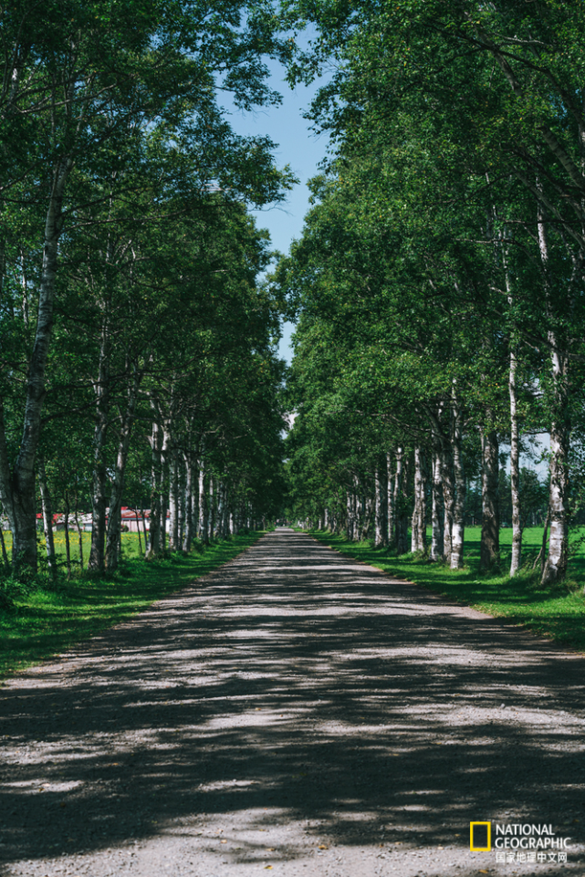笔直的白桦林路,不知疲倦往返田垄上的农民,一起描绘出属于北国平原最