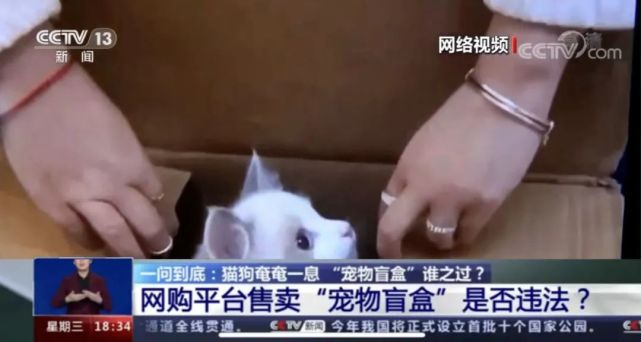 宠物猫狗 死在快递包裹里