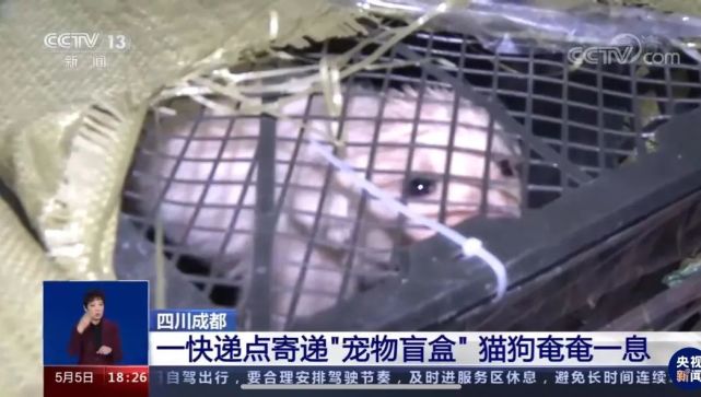 宠物猫狗，死在快递包裹里_腾讯新闻