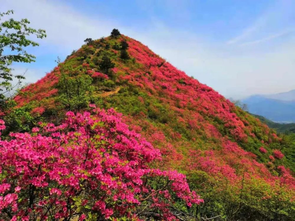 長嶺盡染映山紅