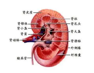 肾炎专题 急性肾小球肾炎 腾讯新闻