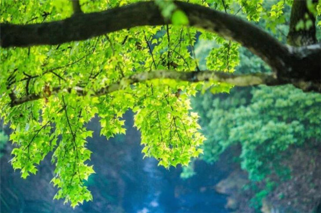 初夏绿阴诗词五首 日晚无来客 闲船系绿阴 腾讯新闻