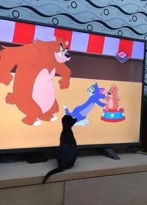 3个月黑猫兄妹伸手捞鱼，互相喷水，皮到奴才超崩溃_腾讯新闻