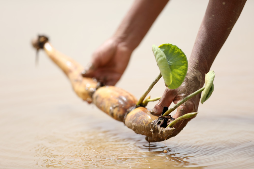经济河北隆尧旱地种藕忙
