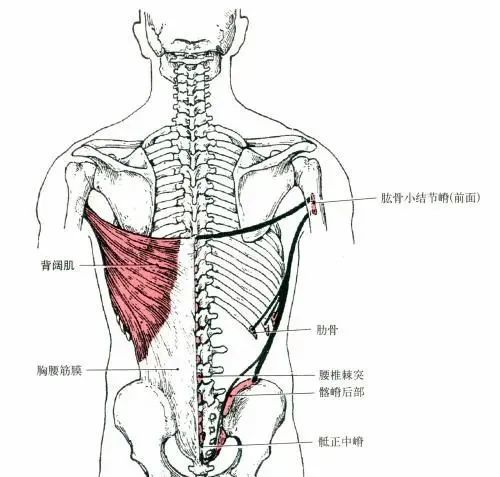 運動康復背闊肌如何影響呼吸