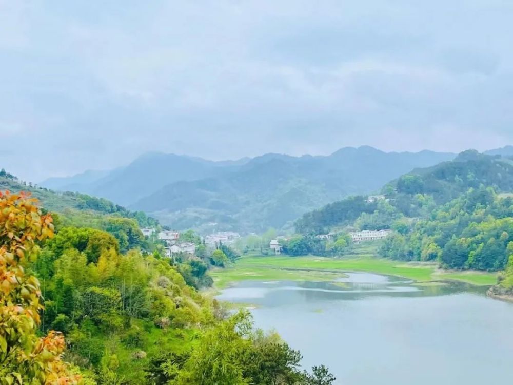 玩轉蘄春大同唐山有一種野菜在古代被列為貢品和玲子一起去看看