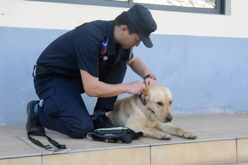 训导员苏亚伟和他的"搭档"警犬阿布教大家如何正确选择和使用牵引绳