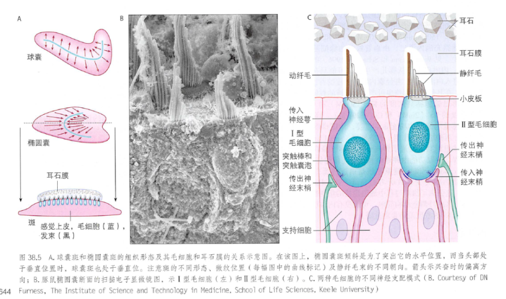 内耳 膜迷路 腾讯新闻