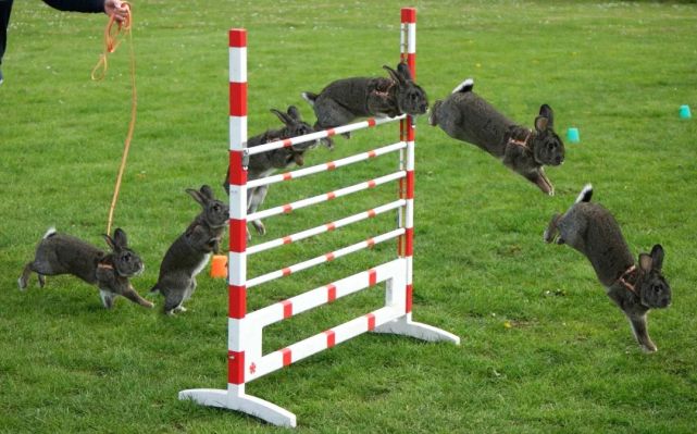 兔子|跳蛛|狞猫|科学动物园