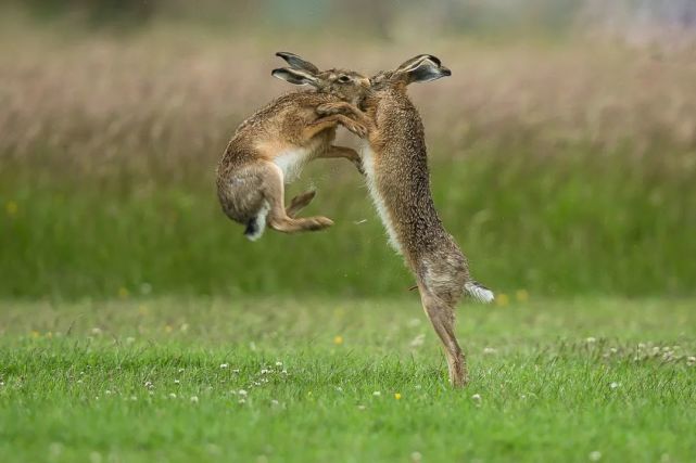 脚踩弹簧飞跃数米天生的跳远冠军究竟有何独门秘籍