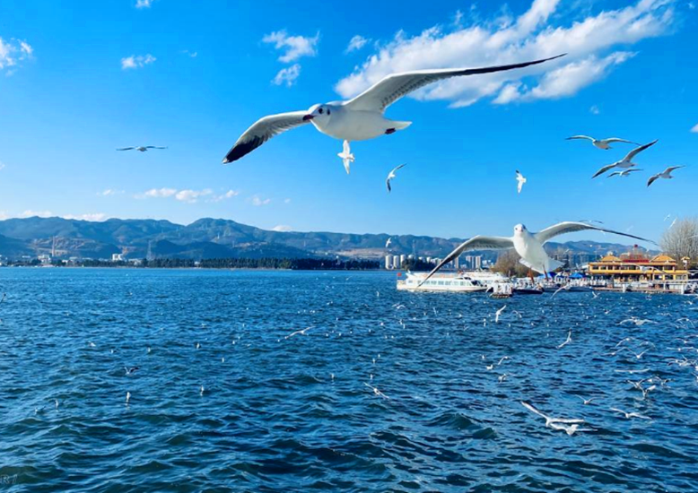 滇池被侵占照片曝光?700亩高尔夫球场存在11年,别墅价格2992万