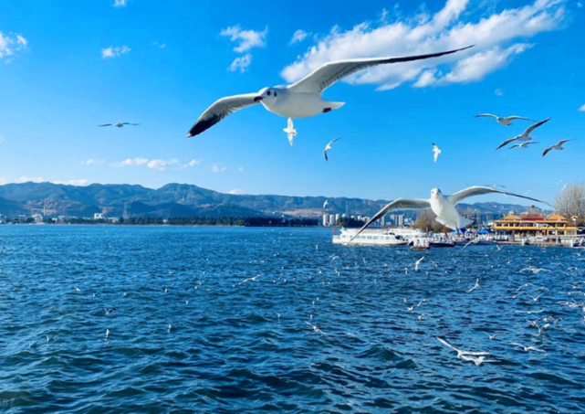 滇池被侵占照片曝光?700亩高尔夫球场存在11年,别墅价格2992万