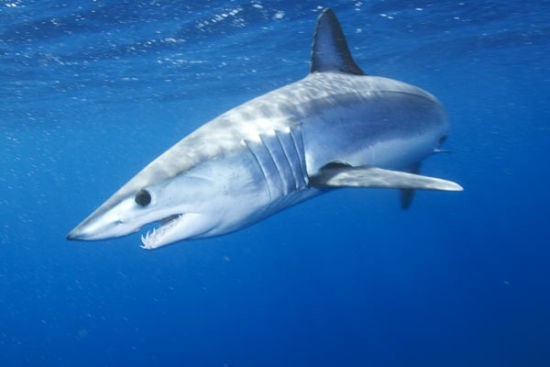 鲨鱼一生从不喝水反而经常排尿那么排的尿又从哪里来