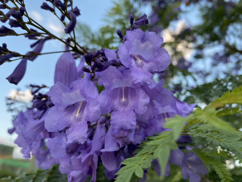 跟我一起去看蓝花缨