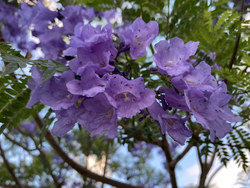 跟我一起去看蓝花缨