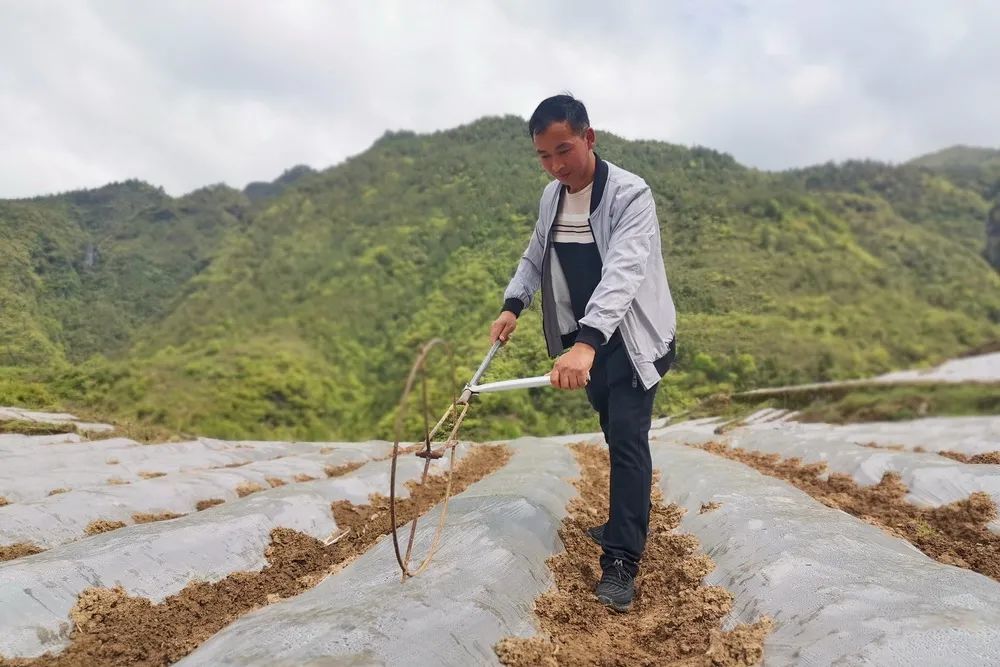 卢永发种好烤烟带民富