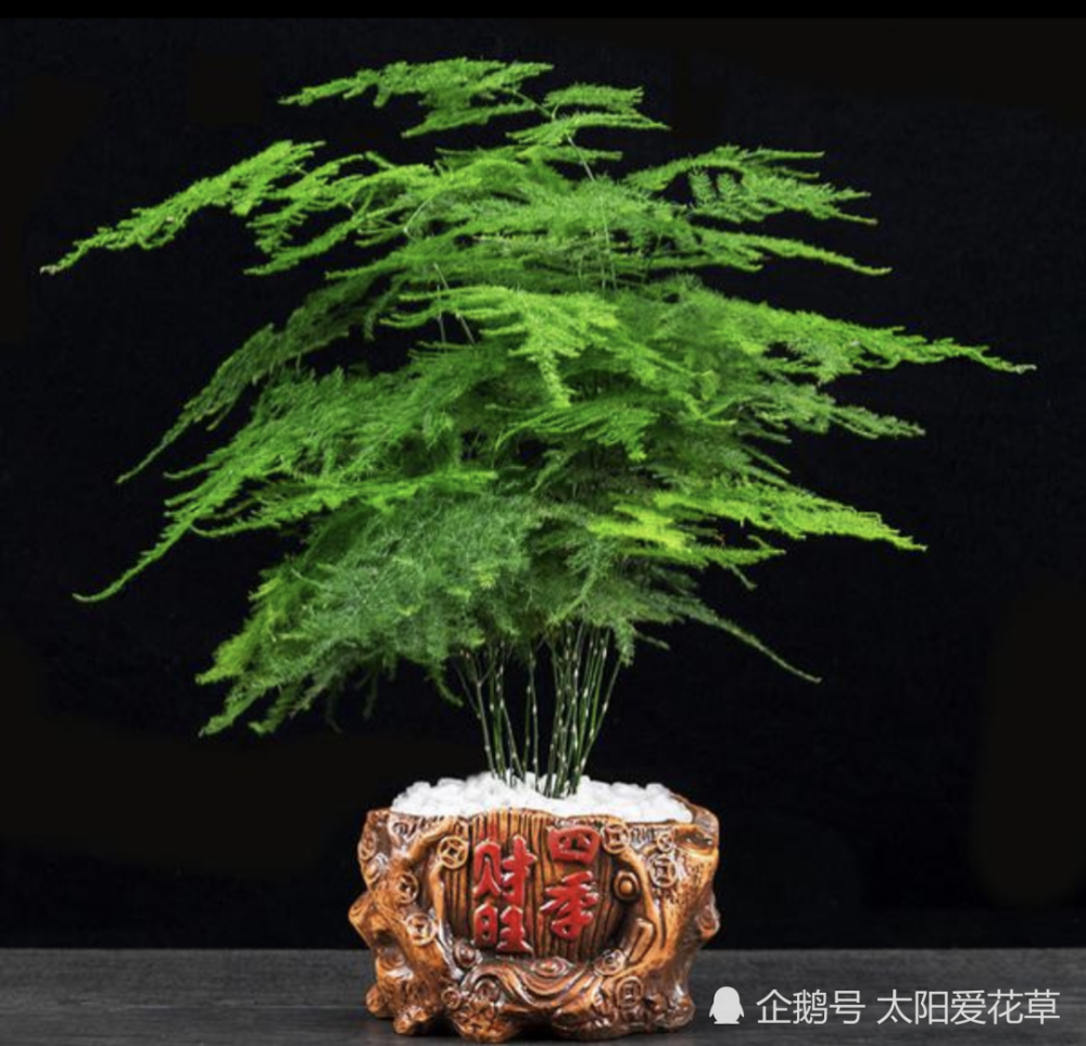 书房适合养这6种精致盆栽,喜阴又好养,寓意好观赏价值高