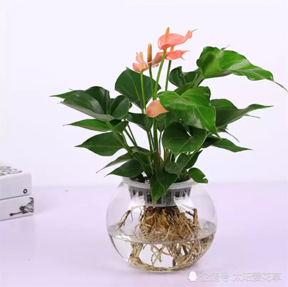 书房适合养这6种精致盆栽,喜阴又好养,寓意好观赏价值高