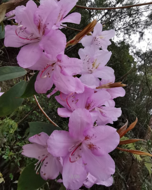 从资料来看,主要区别在于:鹿角杜鹃的叶片为卵状椭圆形或长圆状披针形