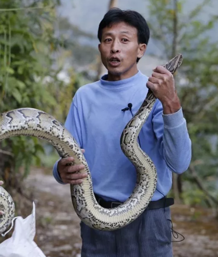 银瓶山林场将蟒蛇进行放生!