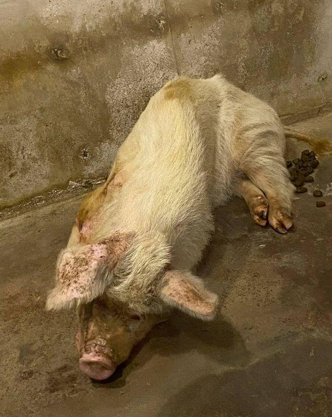 如果它在废墟中坚持一个多月,只是为了最后被杀掉的话,那也太可怜了