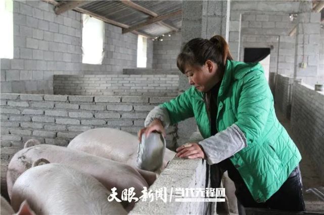 好政策让我成了村里的养猪专业户全省脱贫攻坚先进个人李芸