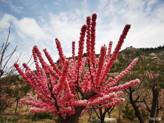 玉泉山公園賞櫻花登山步道花芳鬥豔