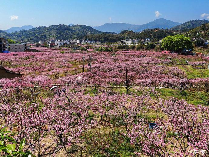 福建游10宁德福安穆阳桃花节观赏