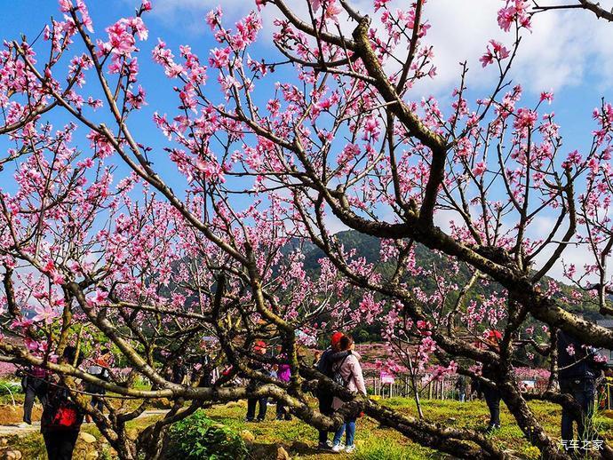 福建游10宁德福安穆阳桃花节观赏