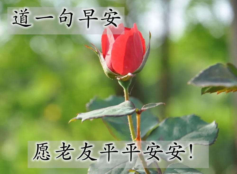 所以你的善良,必须带点锋芒.早安!