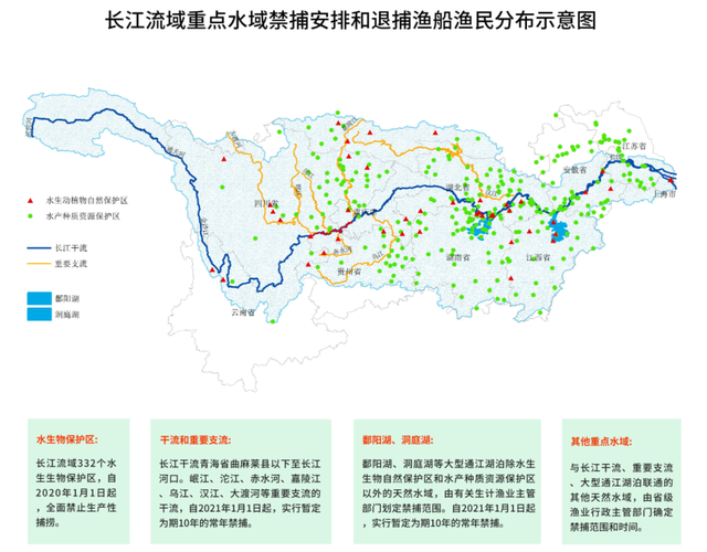 淡水鱼王水中大熊猫长江南京段发现极危达氏鳇禁捕见成效了