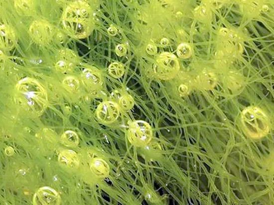 植物世界里不为人知的奥秘|四年级|昙花|地球|种子|奥秘