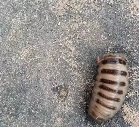 夏季羊经常打喷嚏摇头可能是这种病