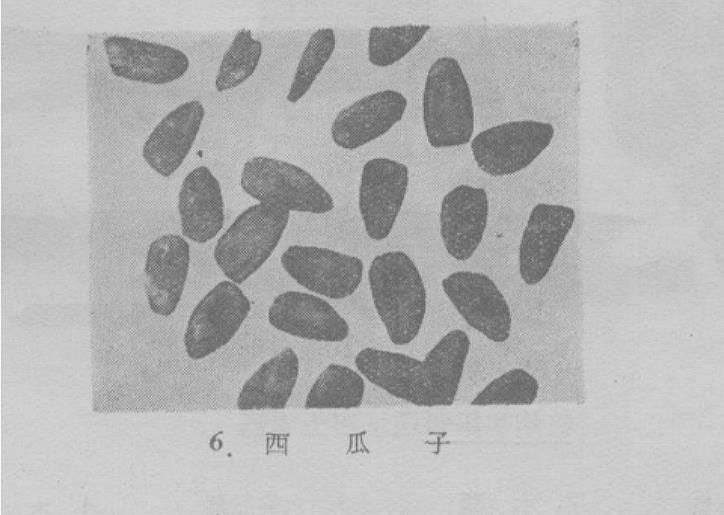 西瓜真的是外国来的60年前杭州挖出的一个罐子改写了历史