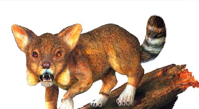 最早的狗是什么样子?|托马克|麦芽|家畜|汤氏熊|驯化