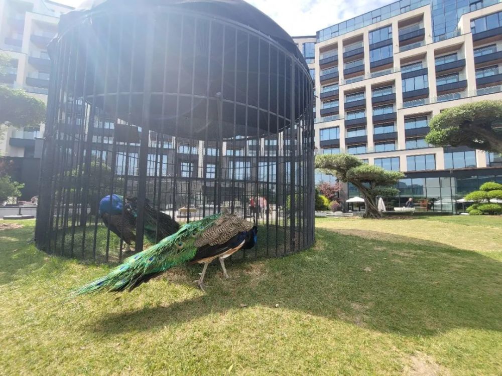 啥情况五只孔雀入住临空产出的蛋比鸡蛋大一倍