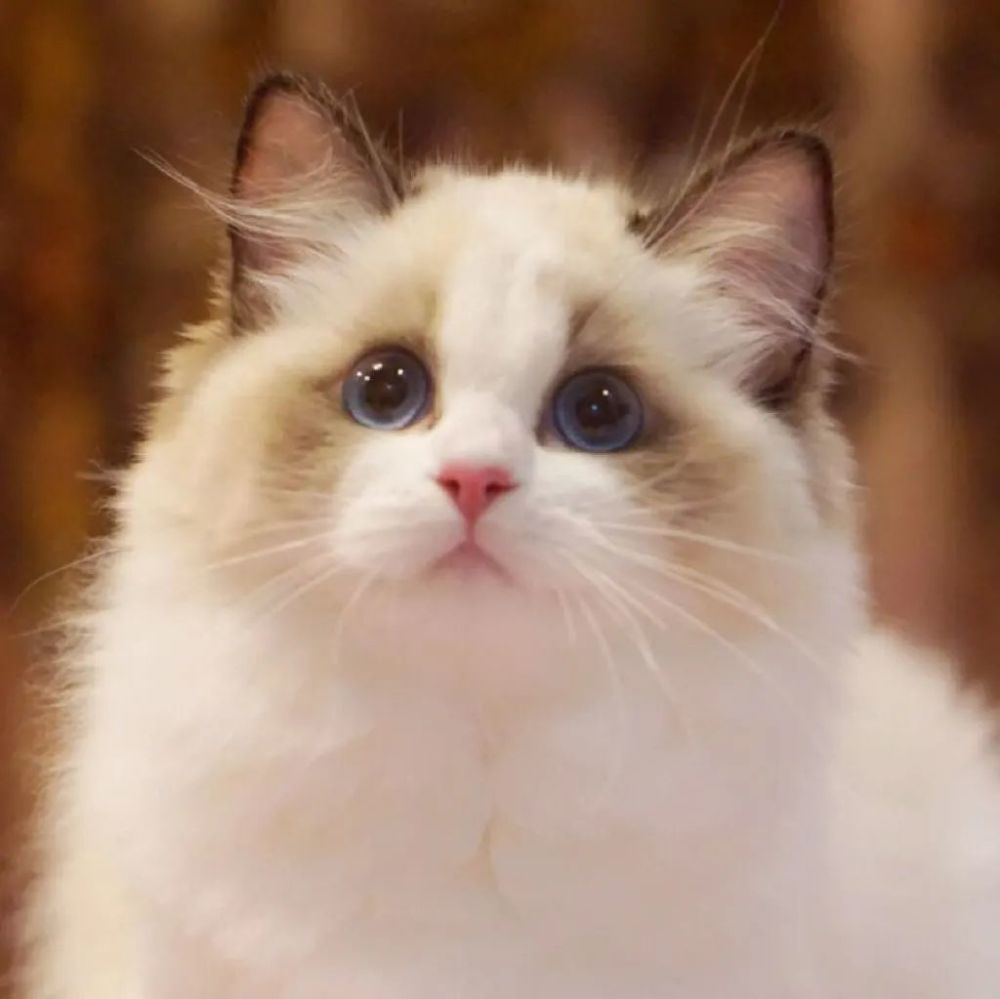 猫护 猫咪中的颜值担当 长毛猫可不是铲屎官说养就能养的 腾讯新闻