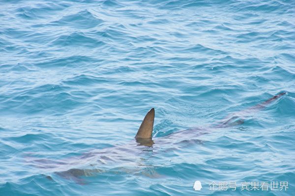 研究发现鲨鱼利用地球磁场当gps来迁徙