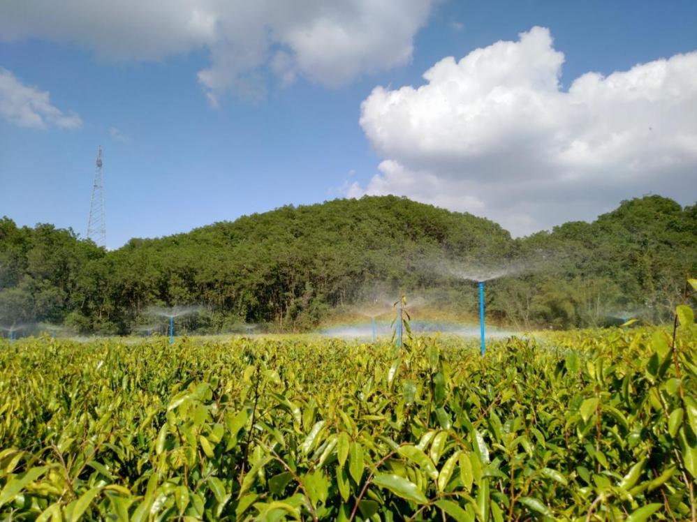 "万亩沉香产业园区"项目苗圃基地海南大观沉香秉承"科技为第一生产力"