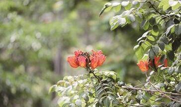 枝头 火焰 燃烧映红鹭岛初夏火焰木迎来盛放期 腾讯新闻