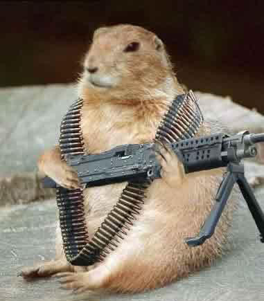 詹姆斯发推一切都是玩闹和游戏直到兔子拿到枪